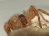 Zoropsis sp.